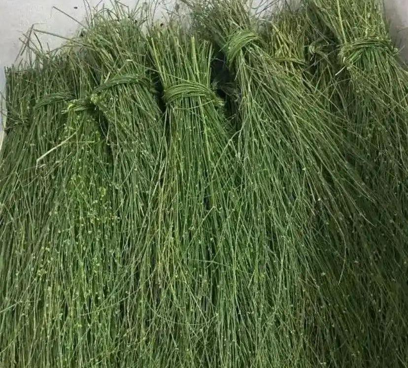 مرخ وسلع