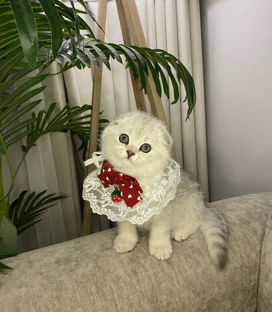 سكوتش تربيل فولد
