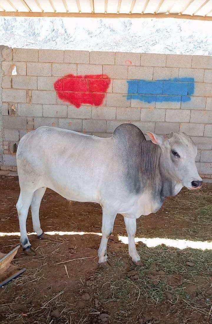 حَسيل بلدي لباني