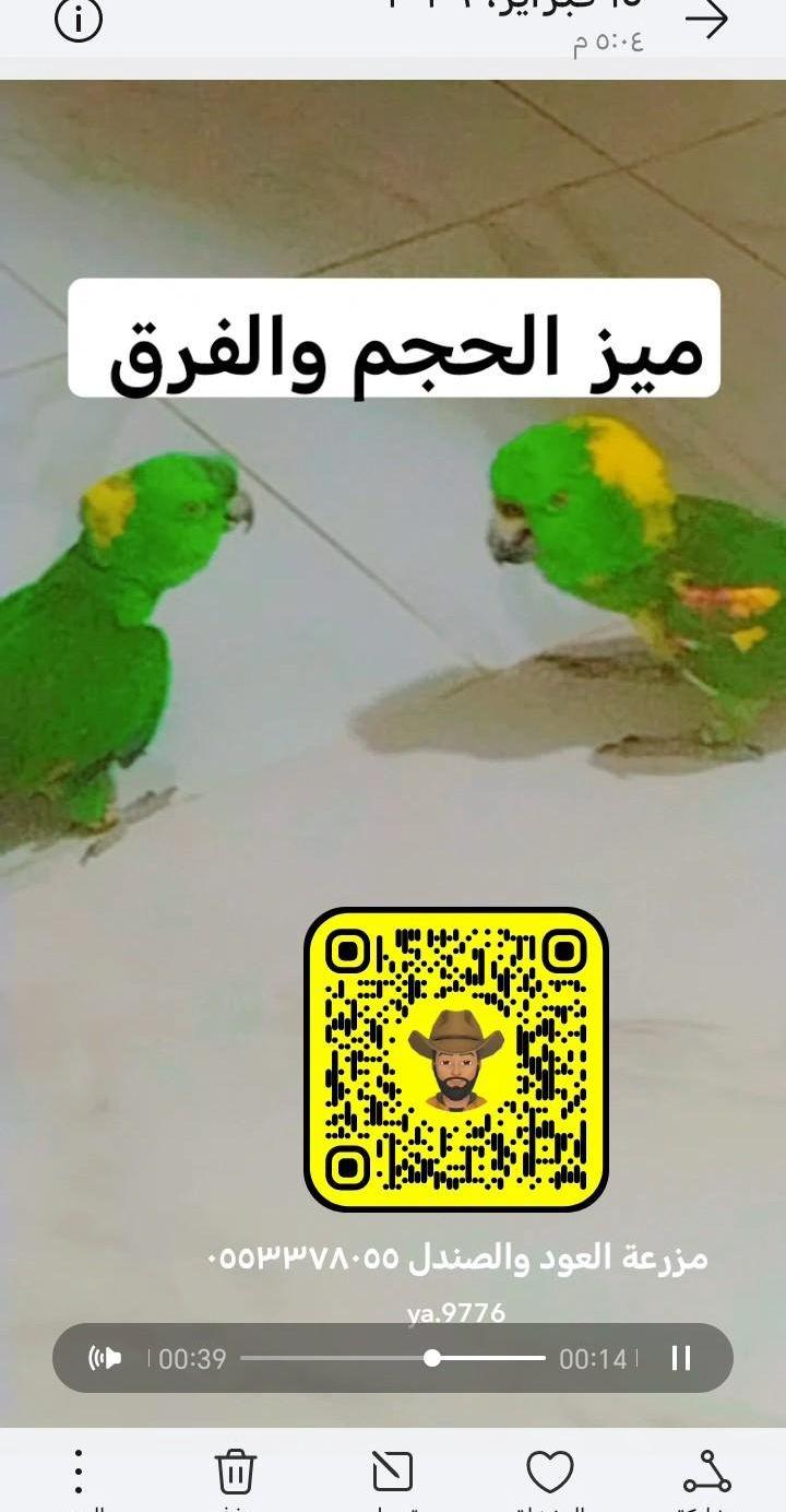 ببغاء كوكاتو ملوكان