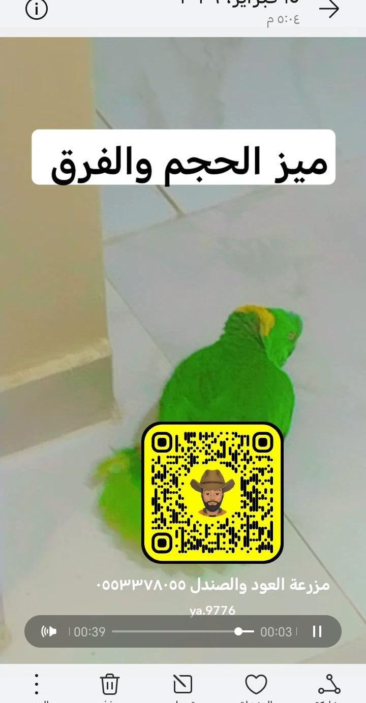 ببغاء كوكاتو ملوكان