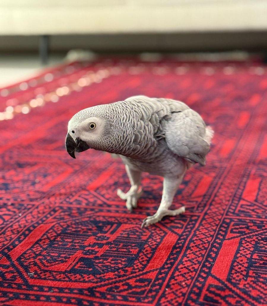 ببغاء كاسكو متكلم