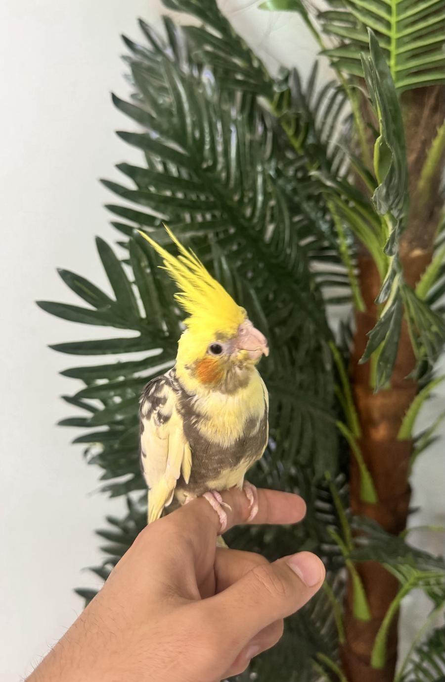 كروان عمره 3