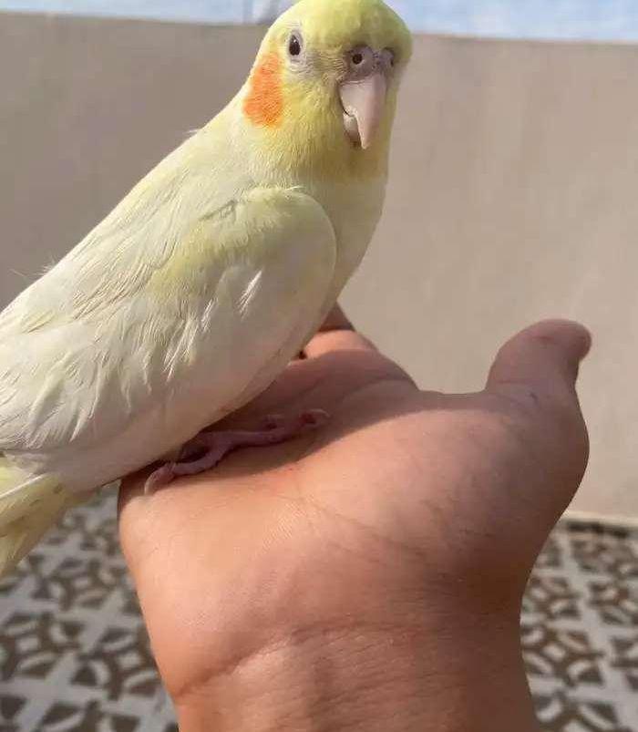 كروان لاتينو هدد