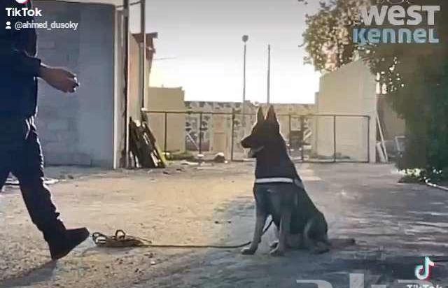 تدريب جميع انواع