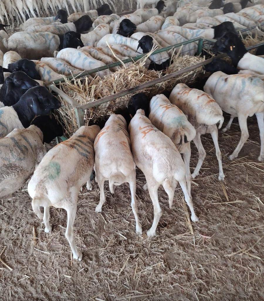 غنم وتيوس