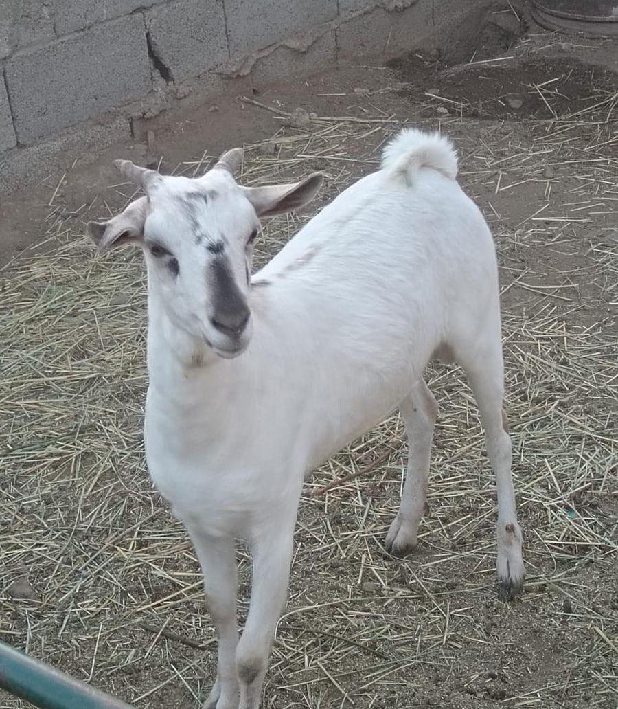 تيوس خرفان