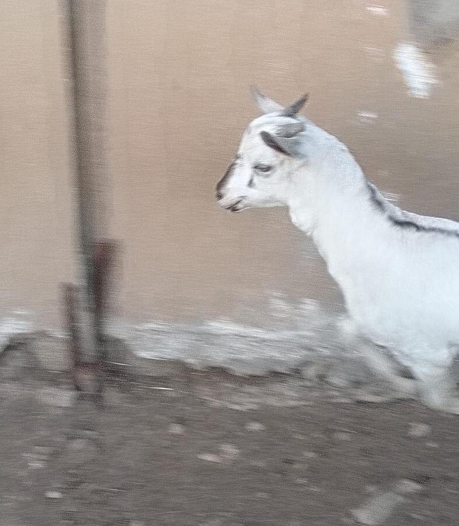 تيوس خرفان