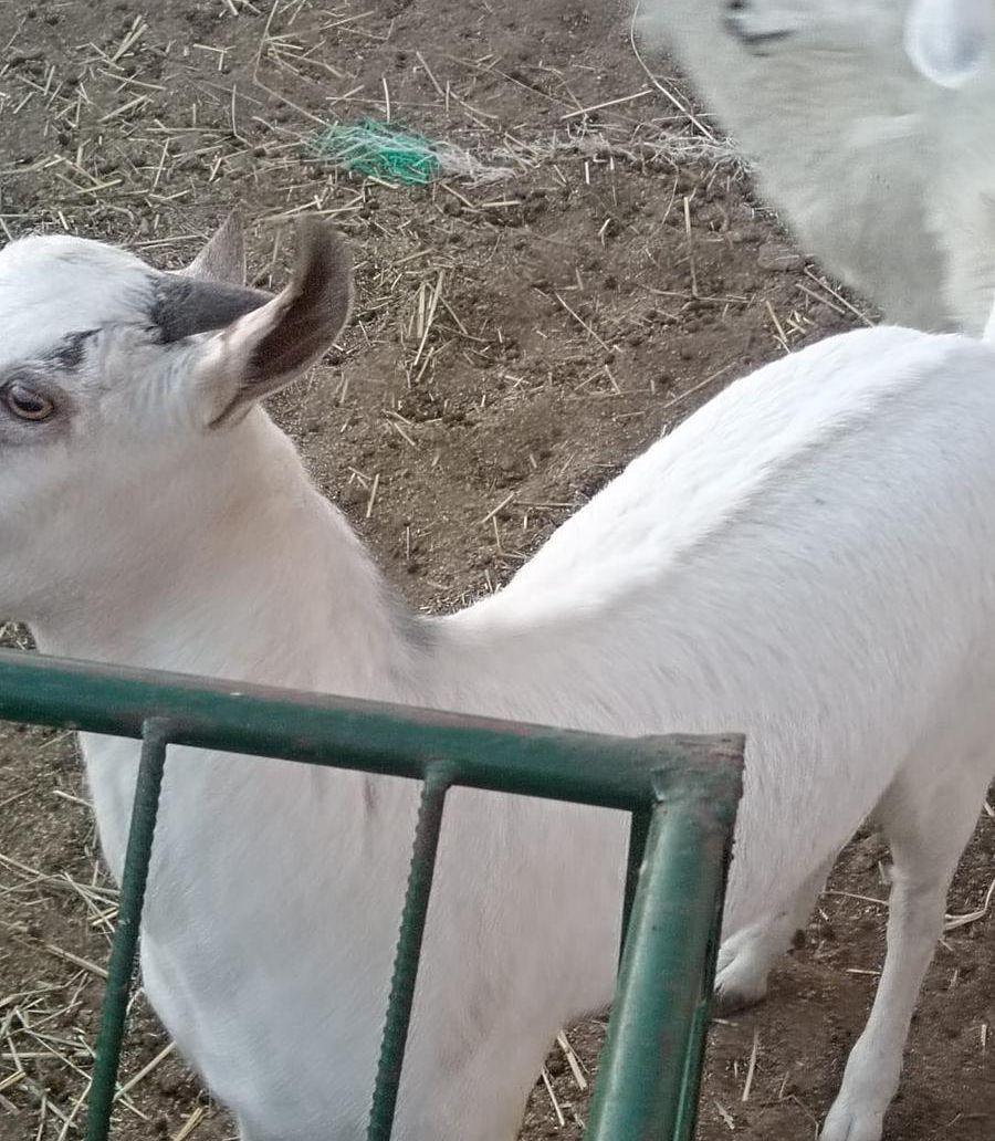 تيوس خرفان