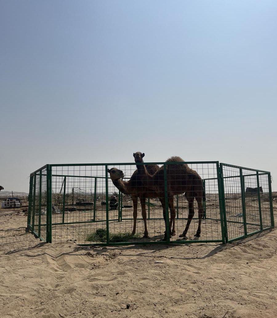 العدد 2 قعدان