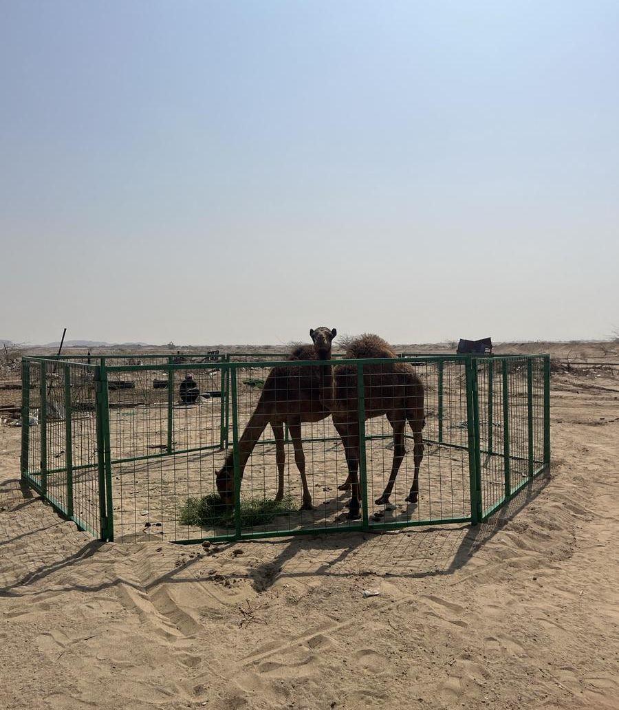 العدد 2 قعدان