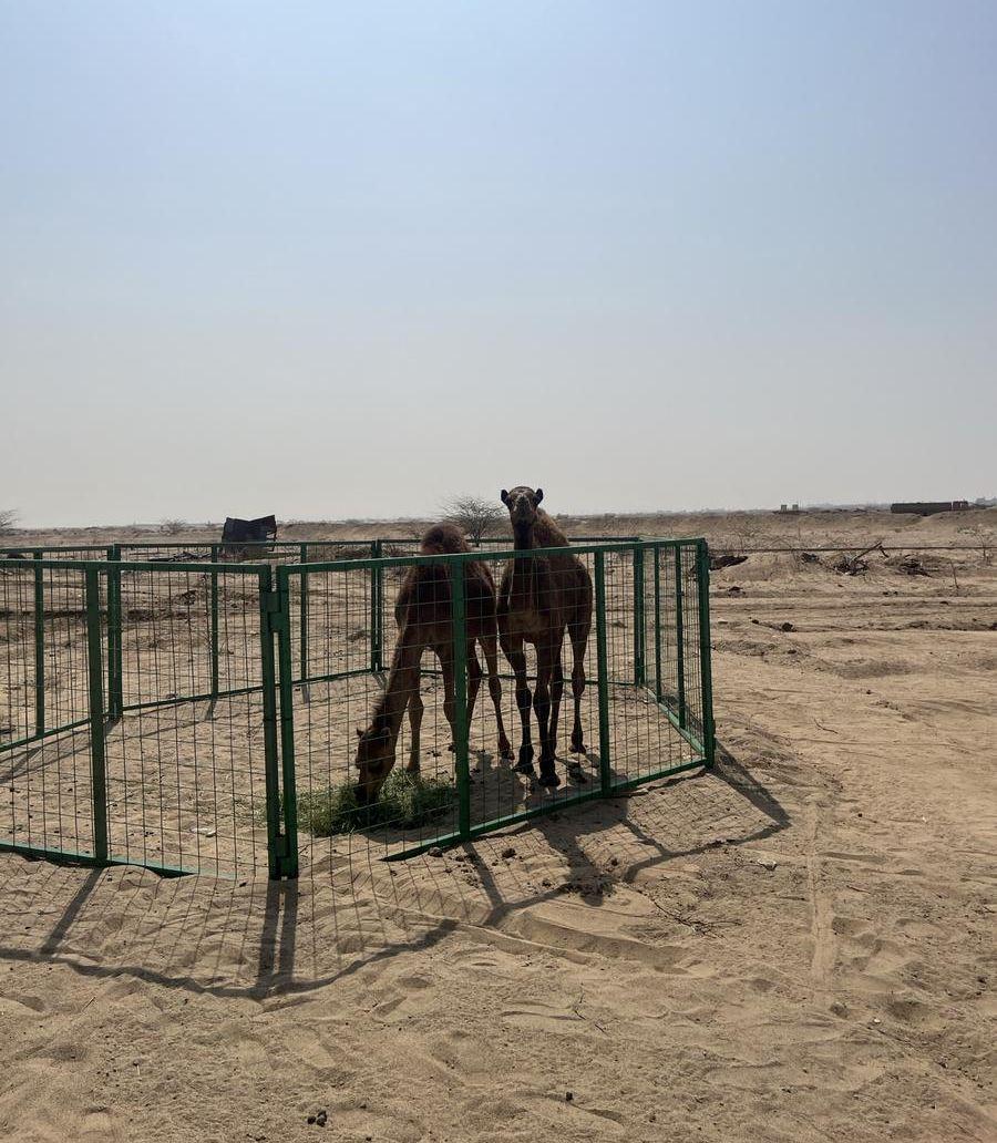 العدد 2 قعدان