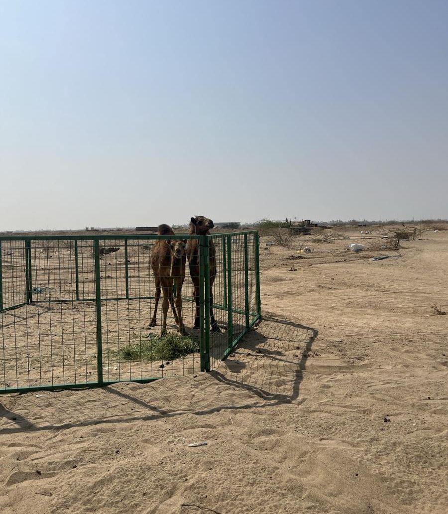 العدد 2 قعدان