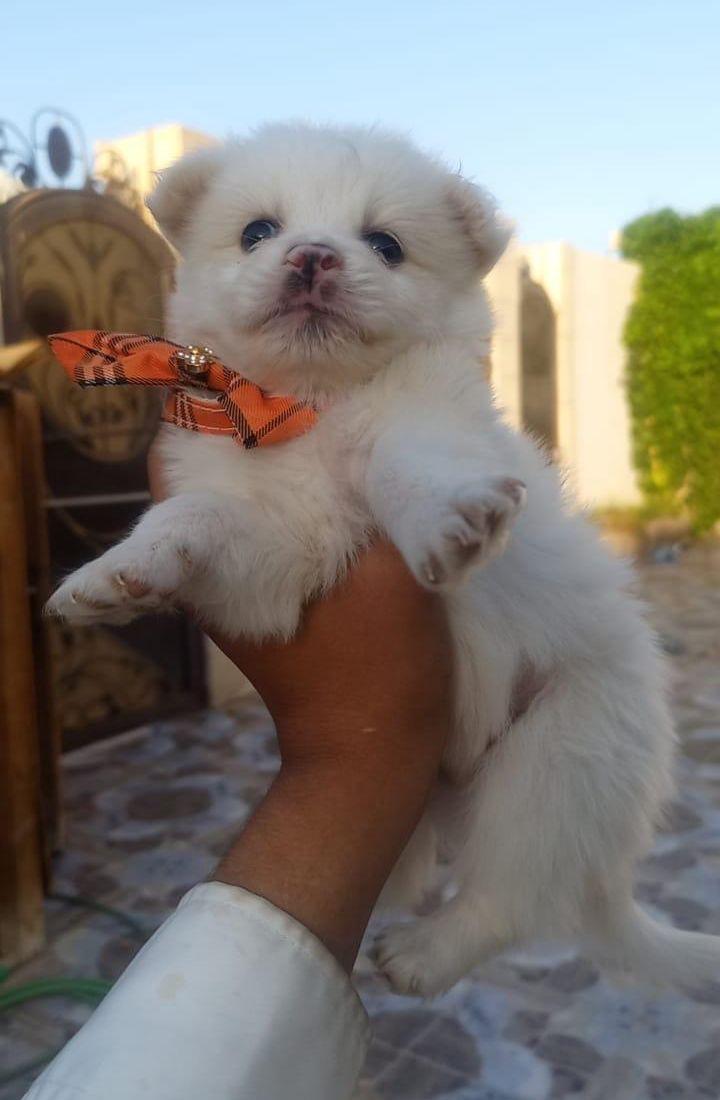 جراوا ملتيز اليفه
