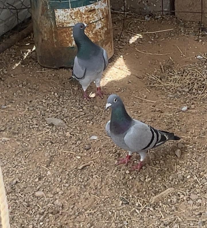 حمام زاجل سباق