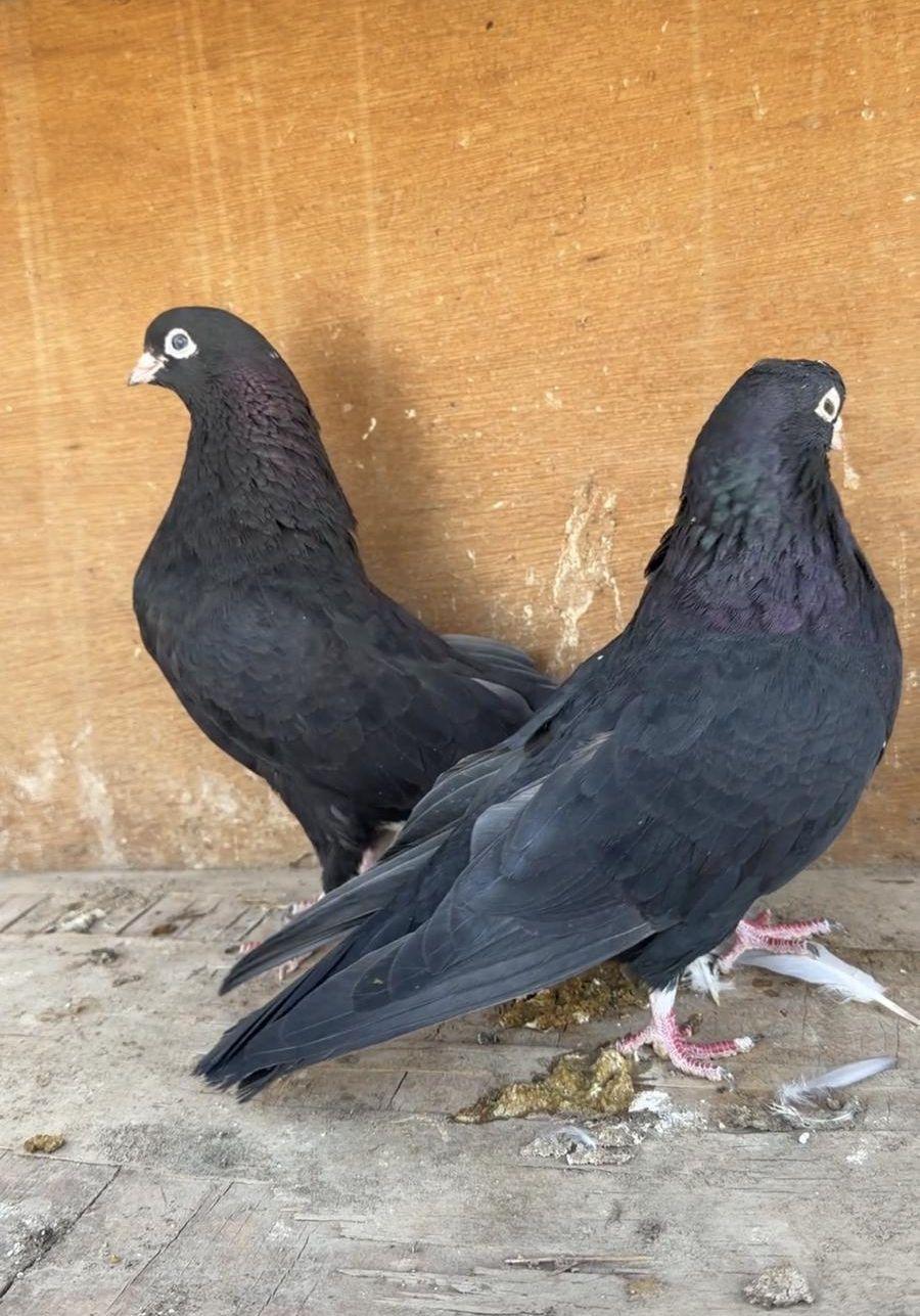 جوز قطايف اسود