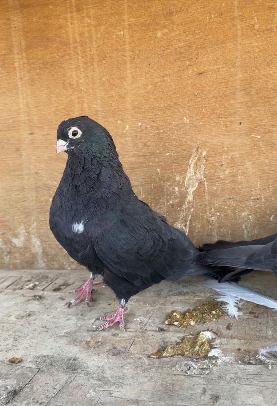 جوز قطايف اسود