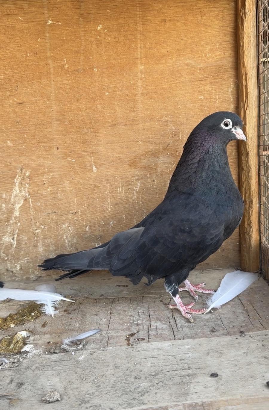 جوز قطايف اسود