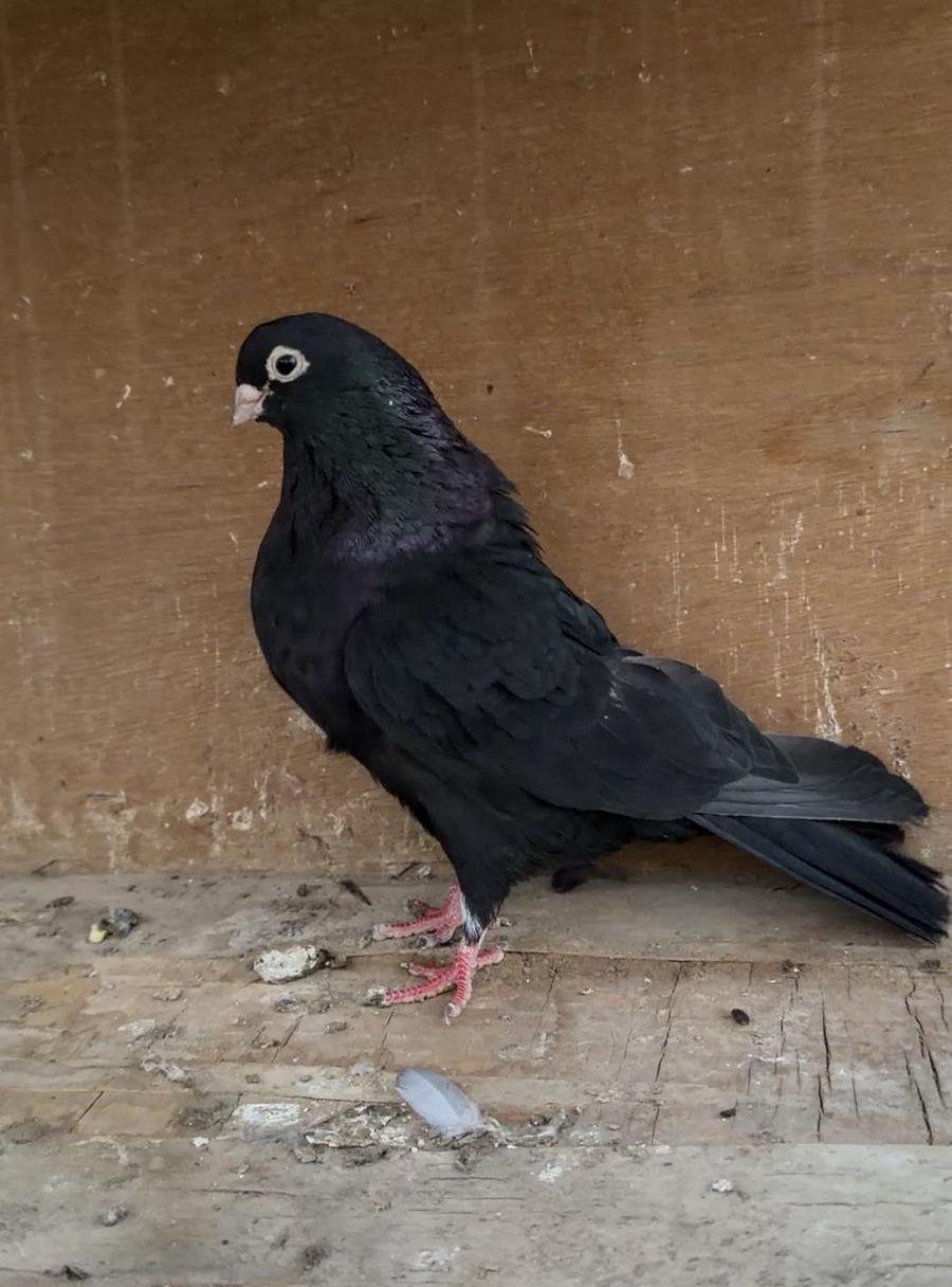 جوز قطايف اسود