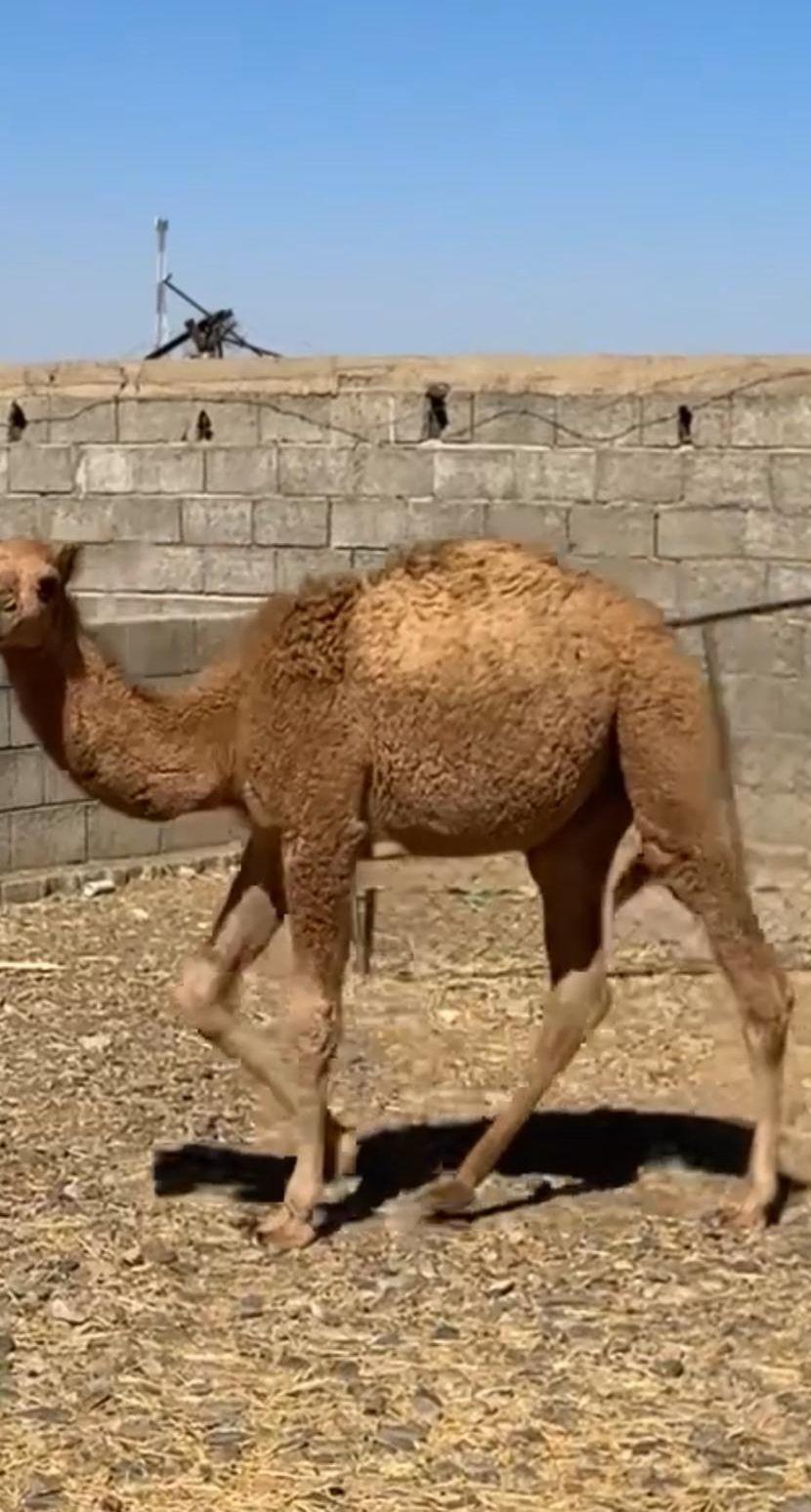 حشوان للبيع
