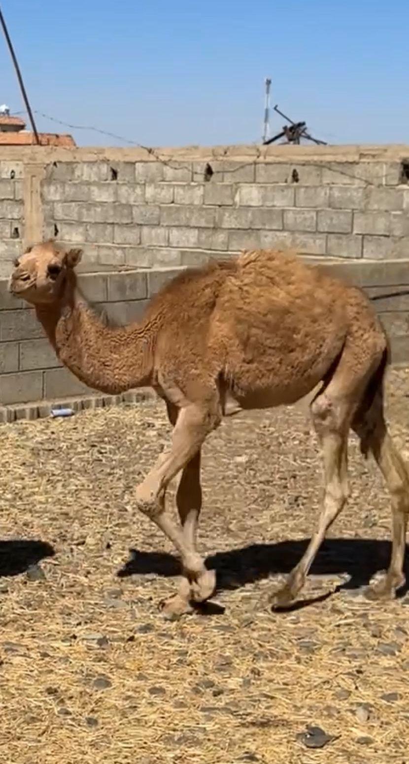 حشوان للبيع