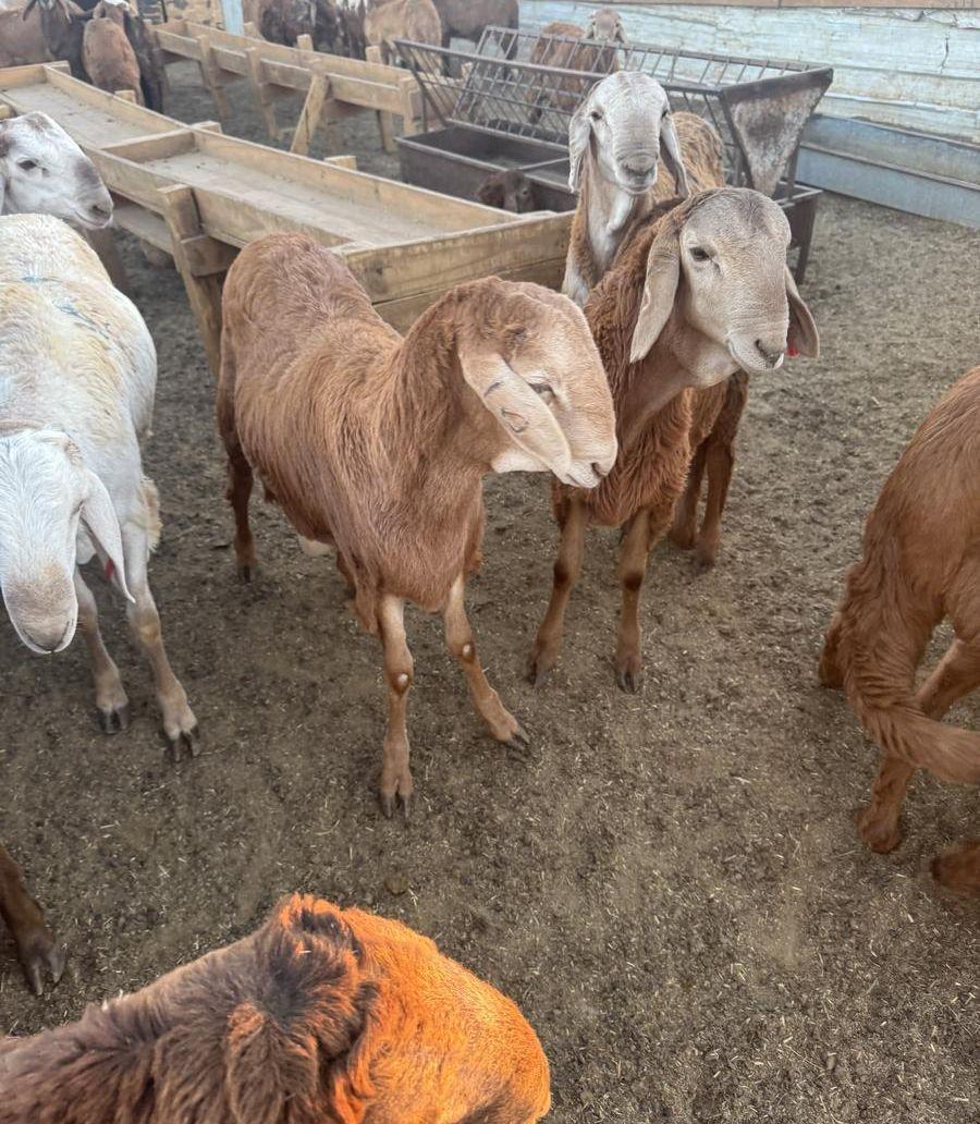 خرفان سواكن فل