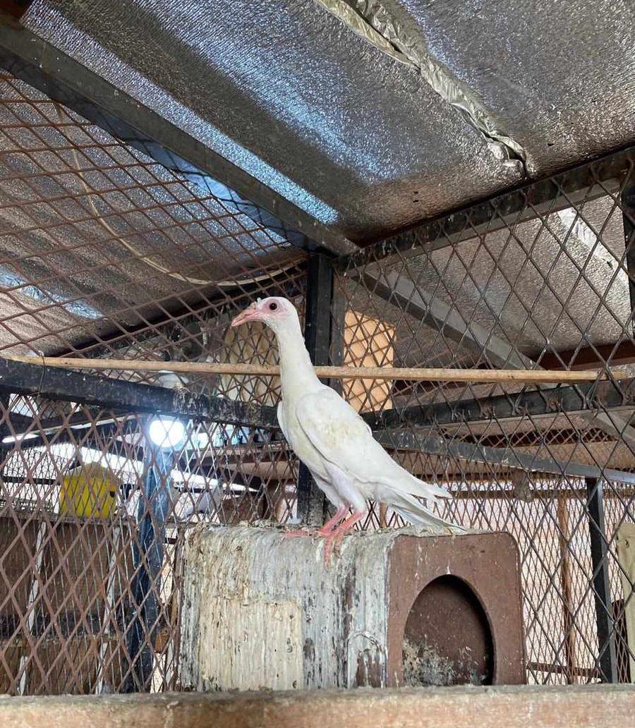 حمام كارير جوز