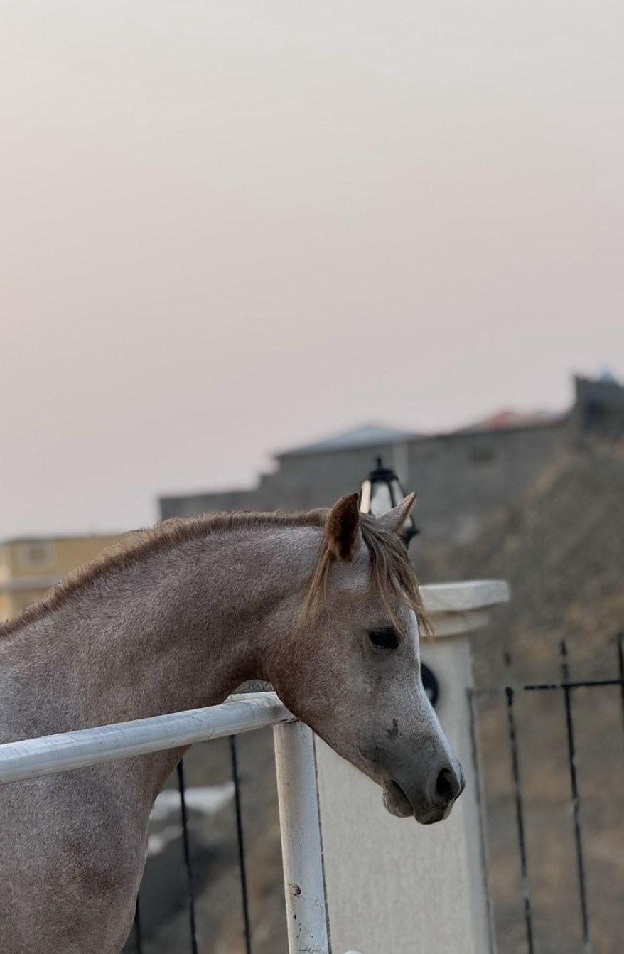 مربط الأطلال لي