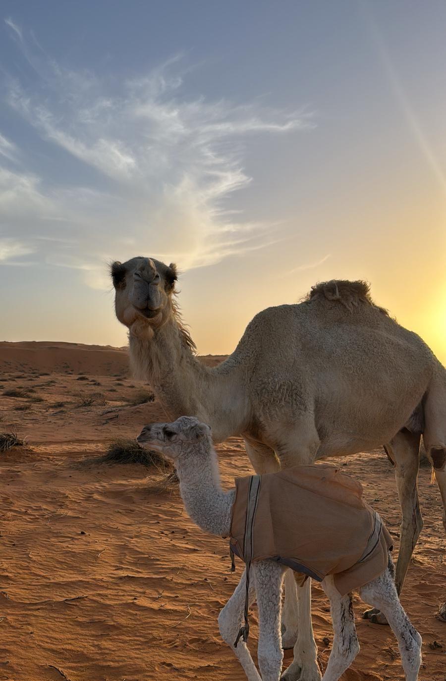 ناقه رمانيه
