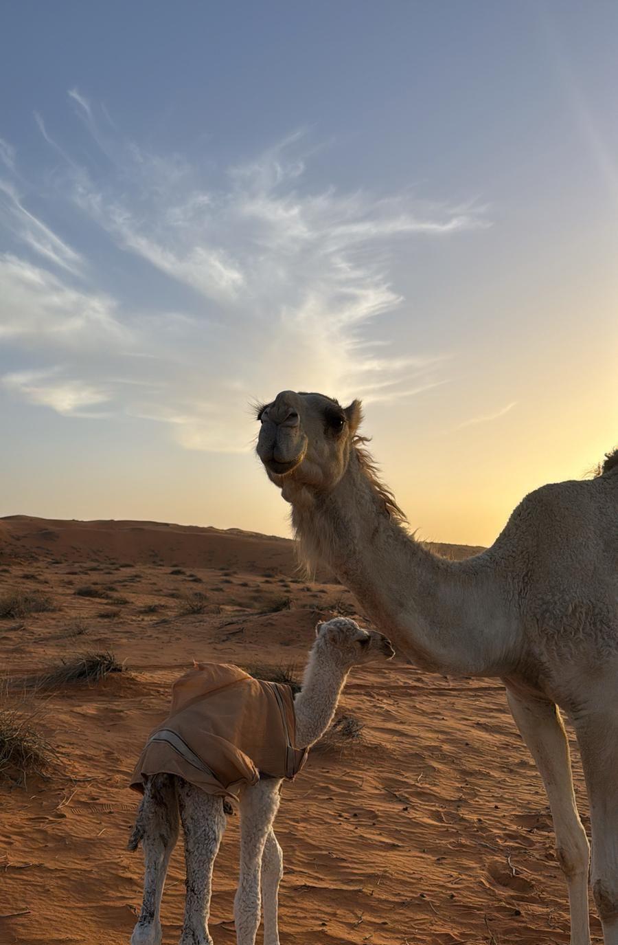 ناقه رمانيه