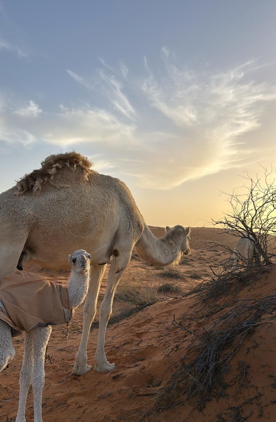 ناقه رمانيه
