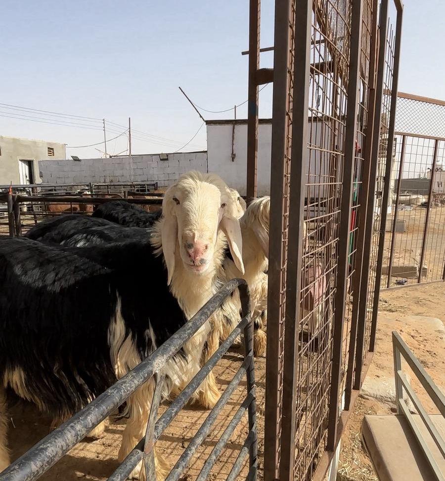 خرفان نجدي ونعيمي