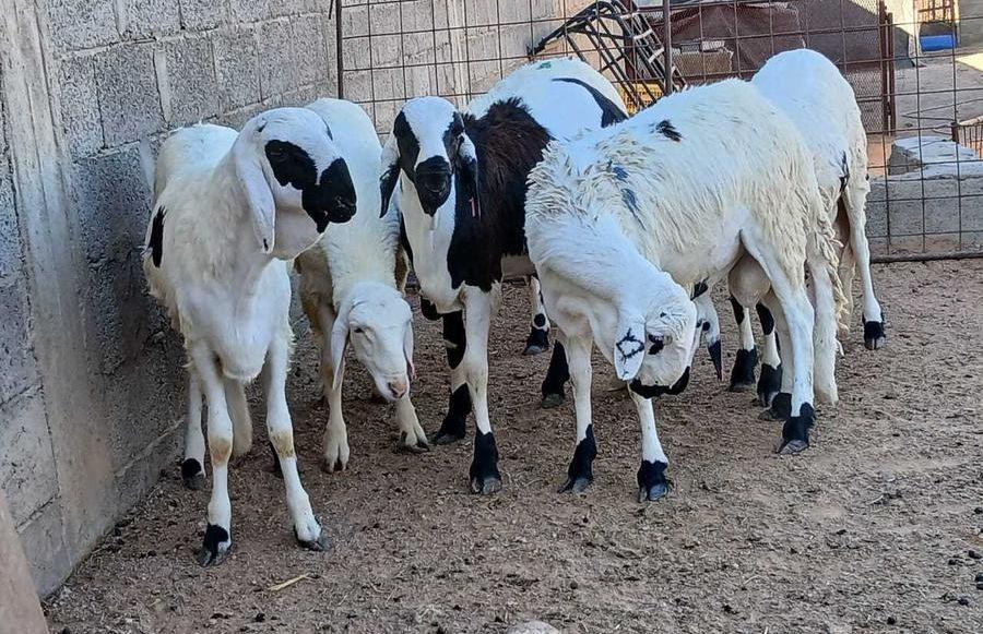 سواكني العمر جدعان