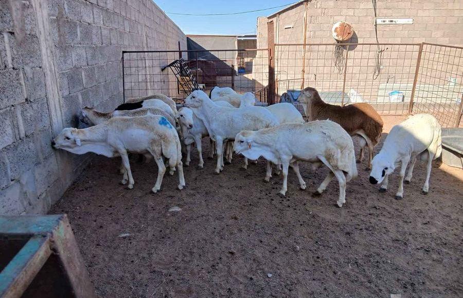 سواكني العمر جدعان