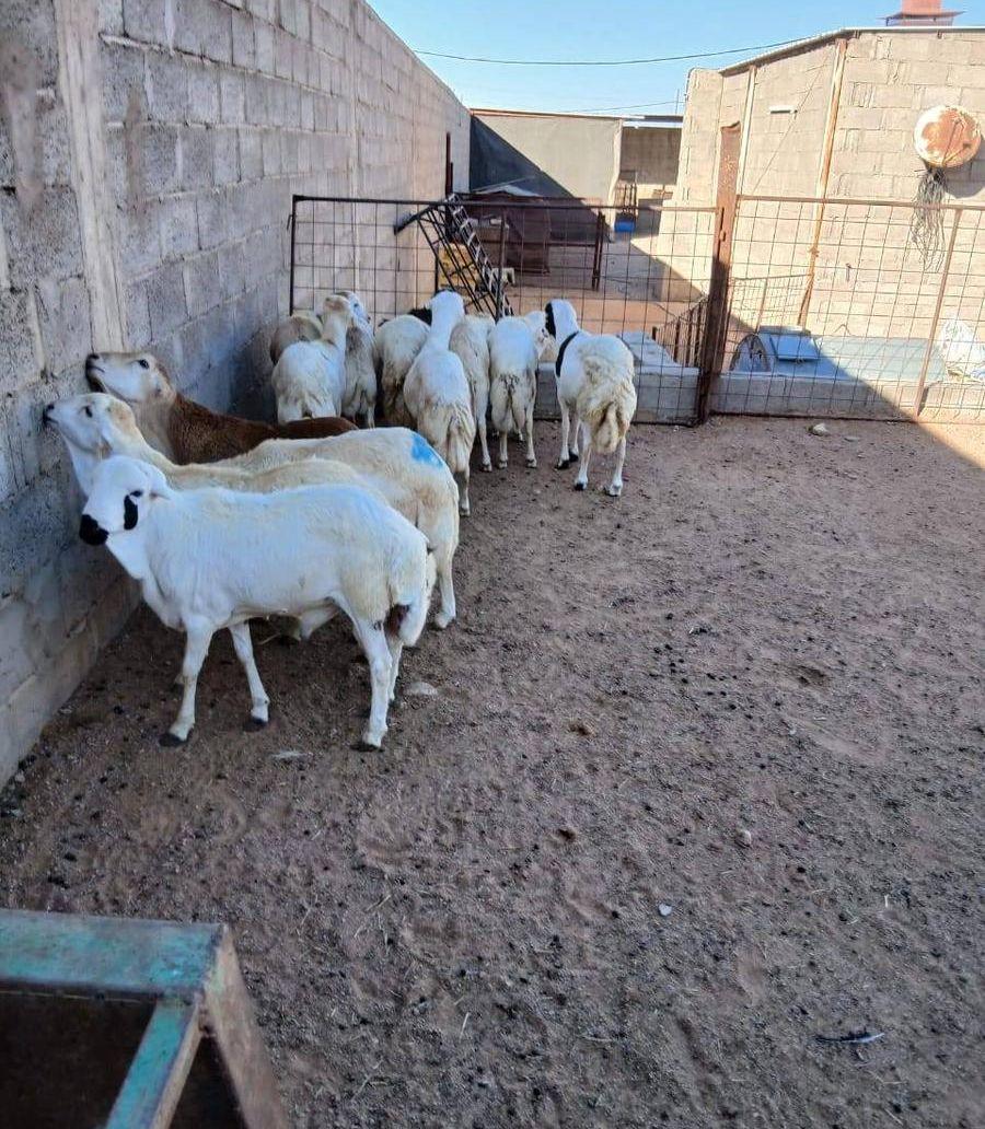 سواكني العمر جدعان