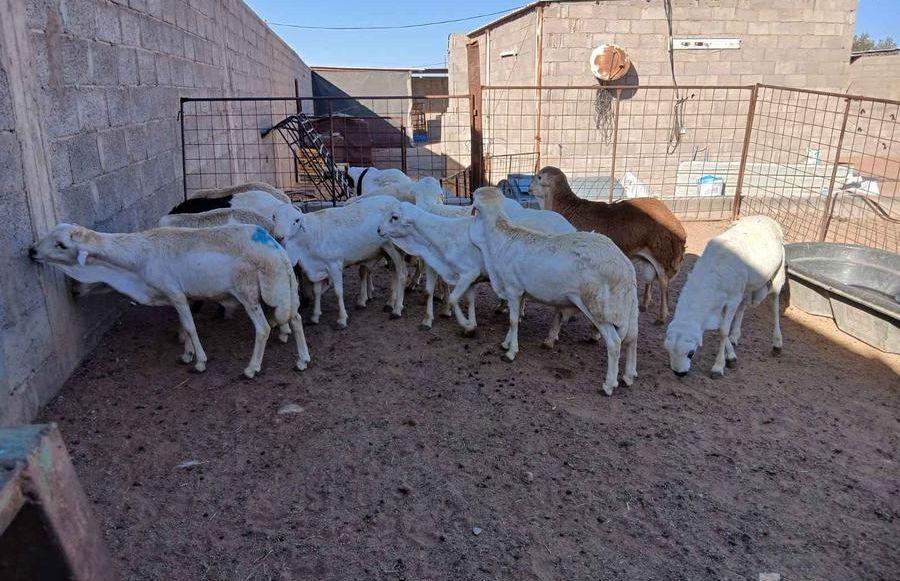 سواكني العمر جدعان