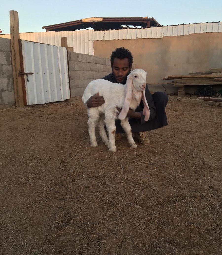مشروع فحل مطور