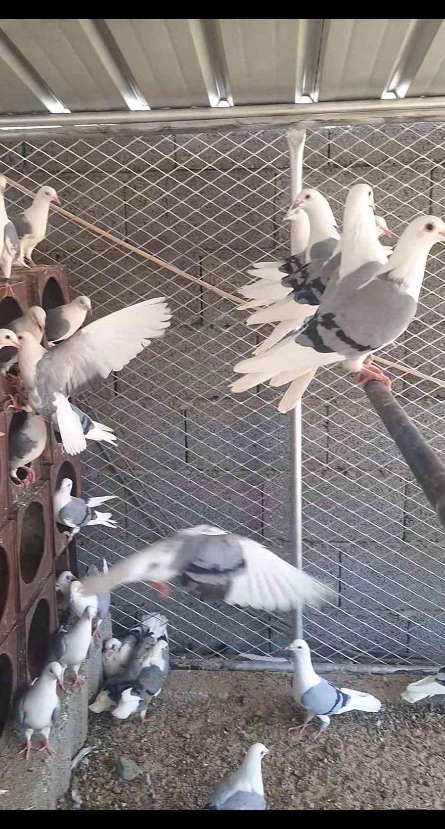 نوادر حمام زاجل
