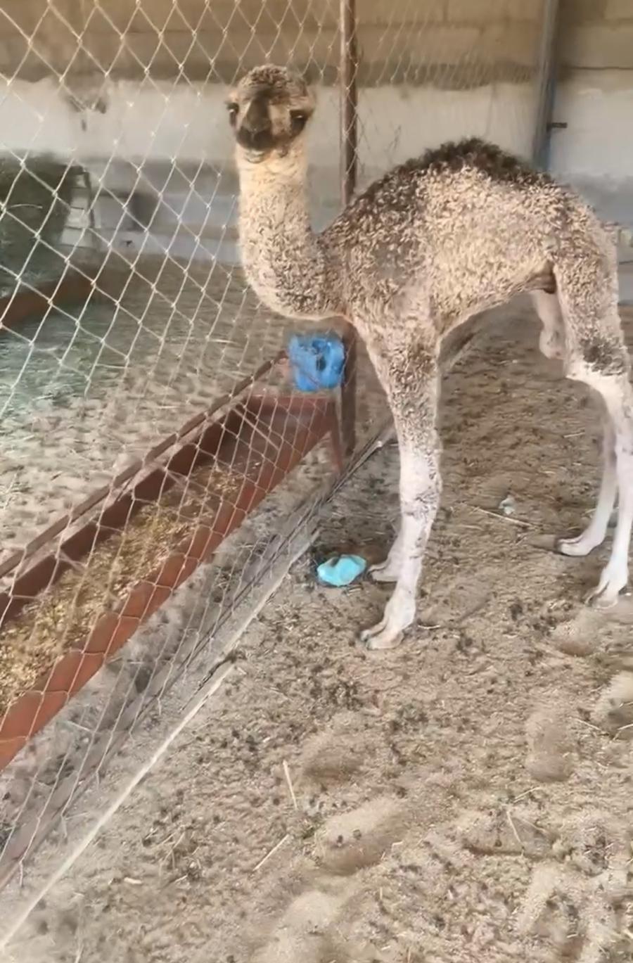 حاشي ضيار للبيع