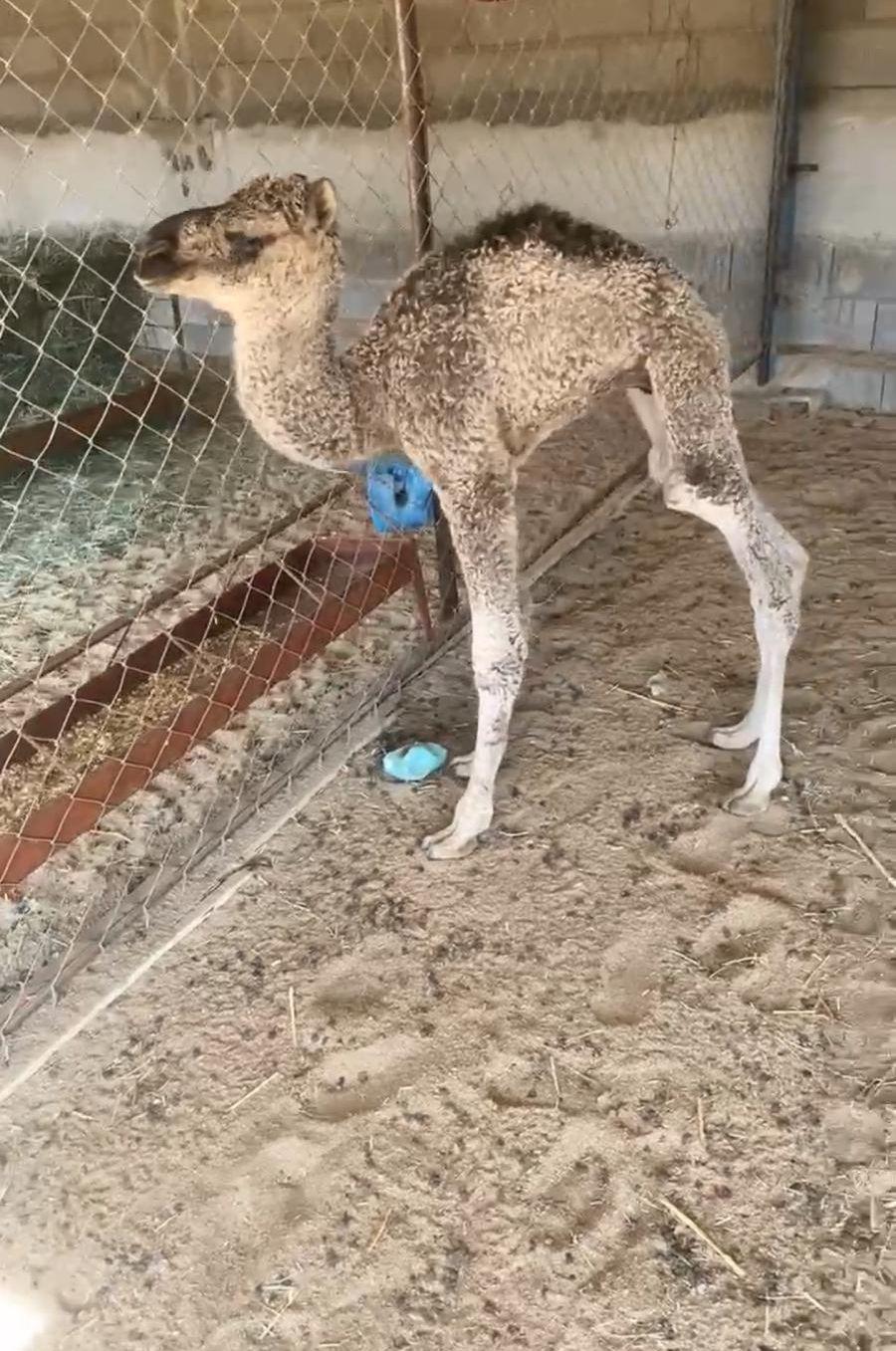 حاشي ضيار للبيع