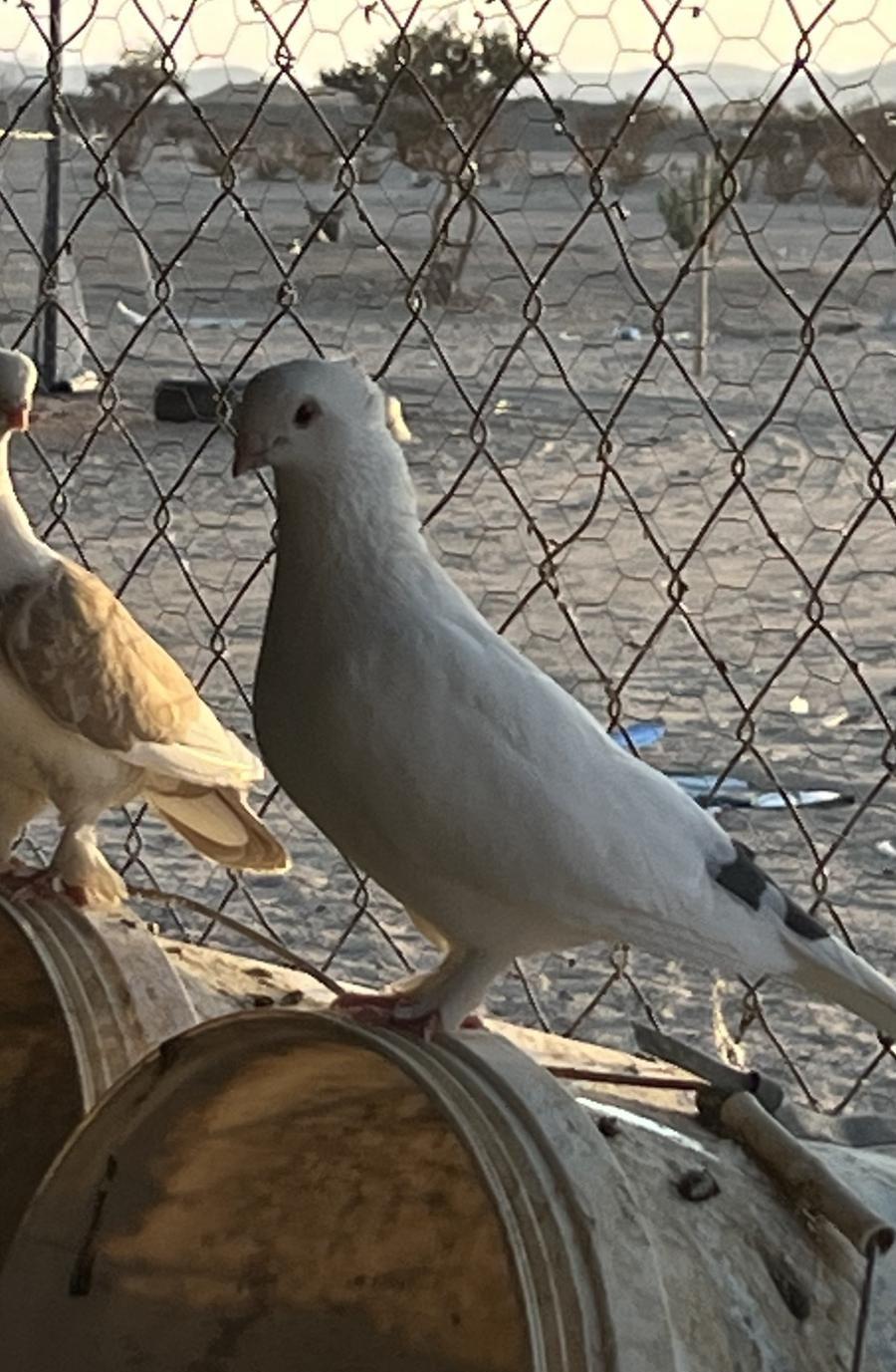 حمام زينة نوادر
