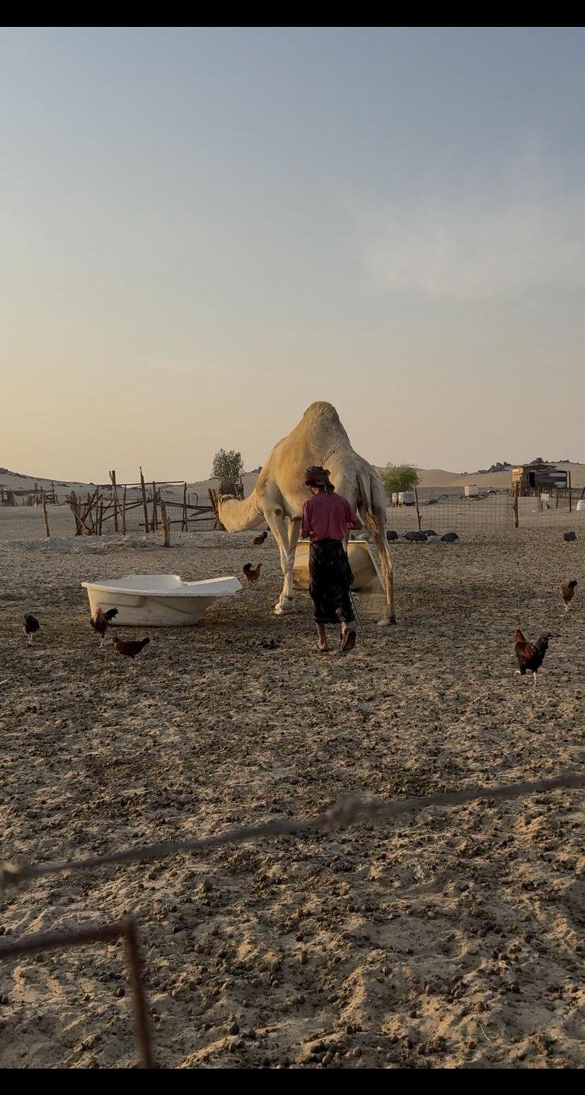 بعير عفر ساس