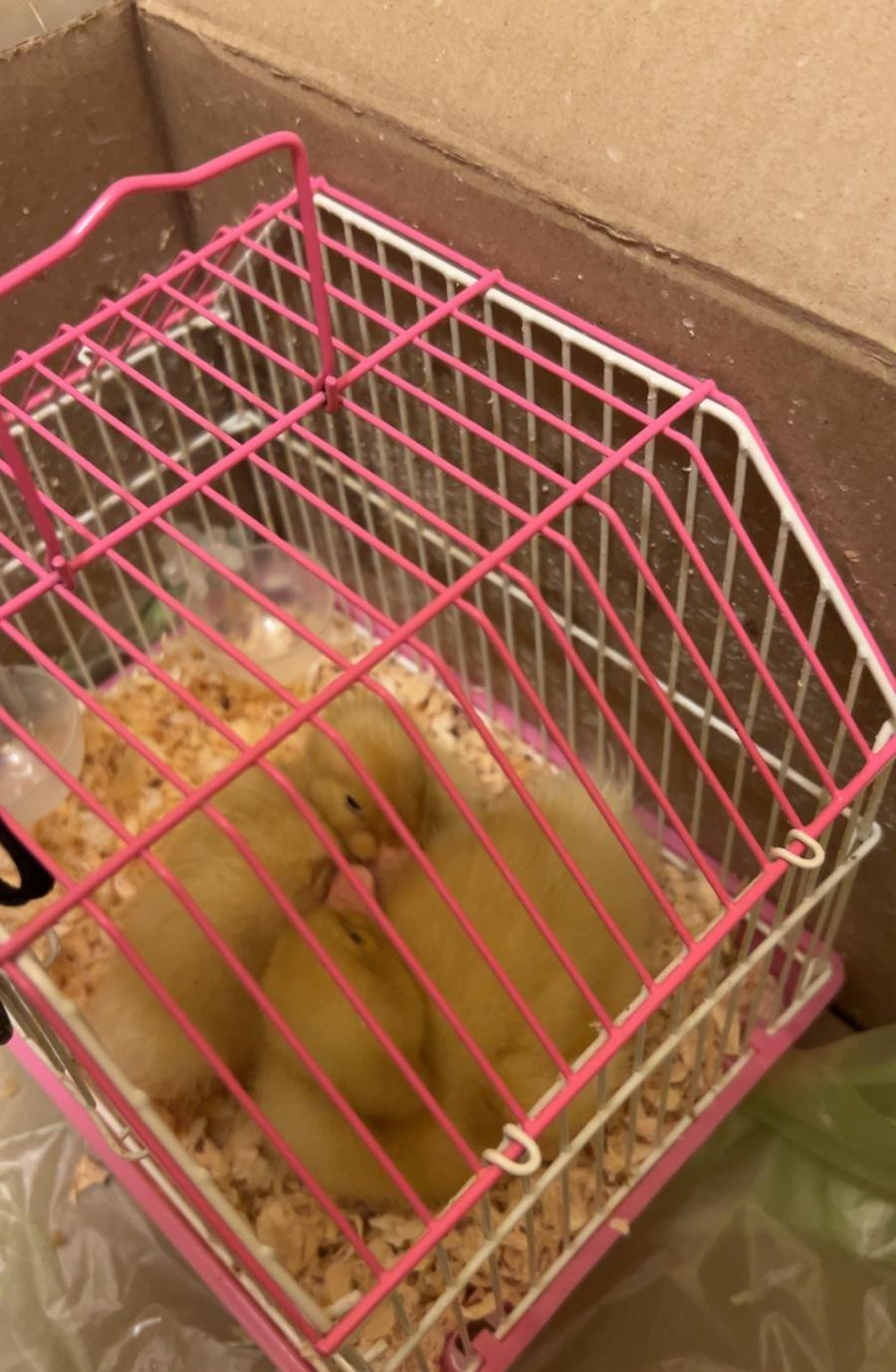 اعرض لكم صوص
