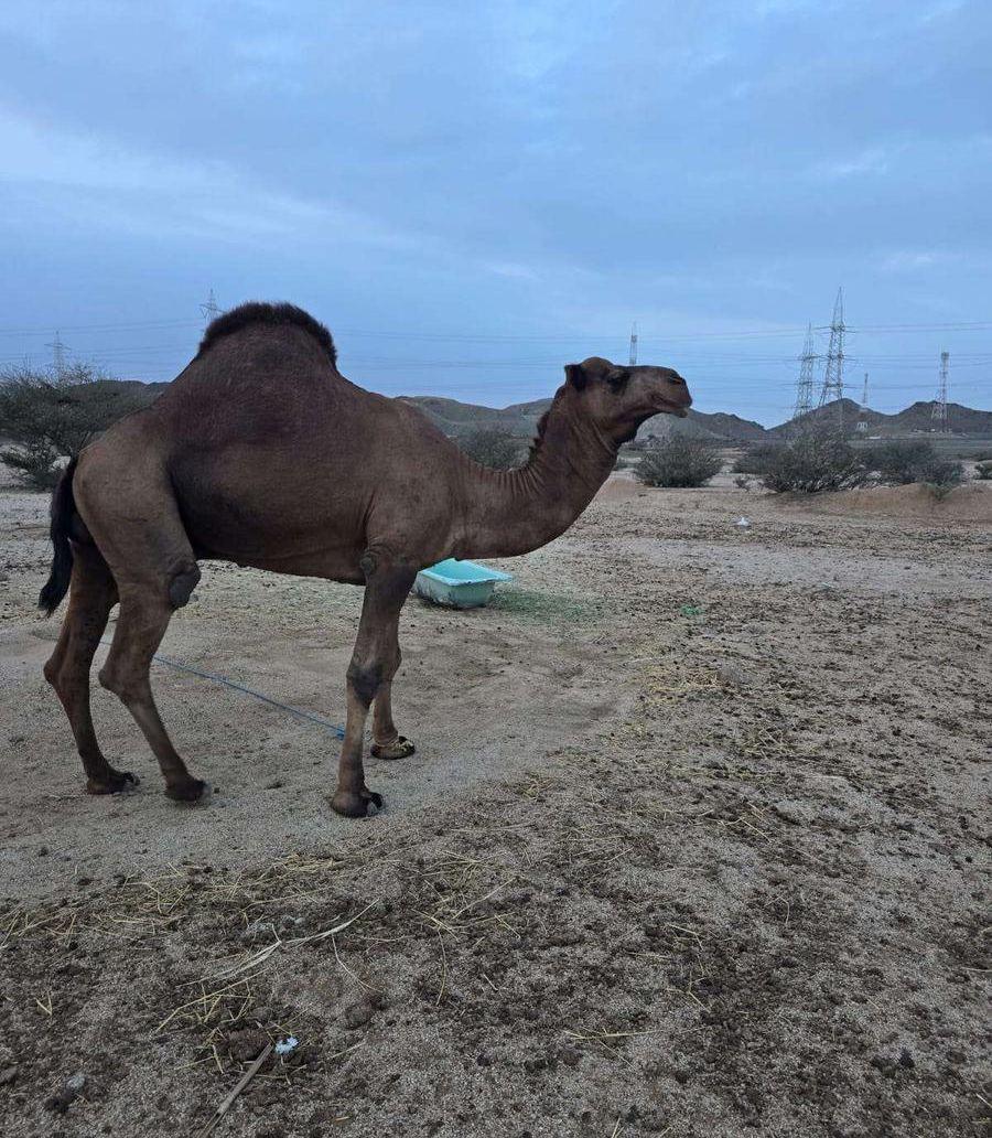 بعير ساحلي مشروط