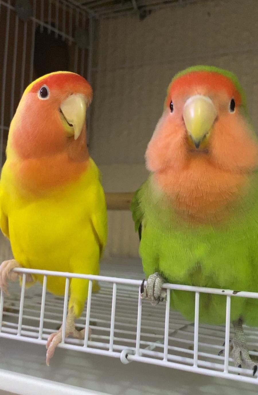 عصافير روز زوج