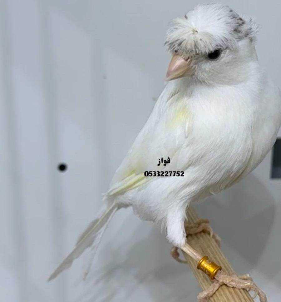 ذكر كناري ابيض