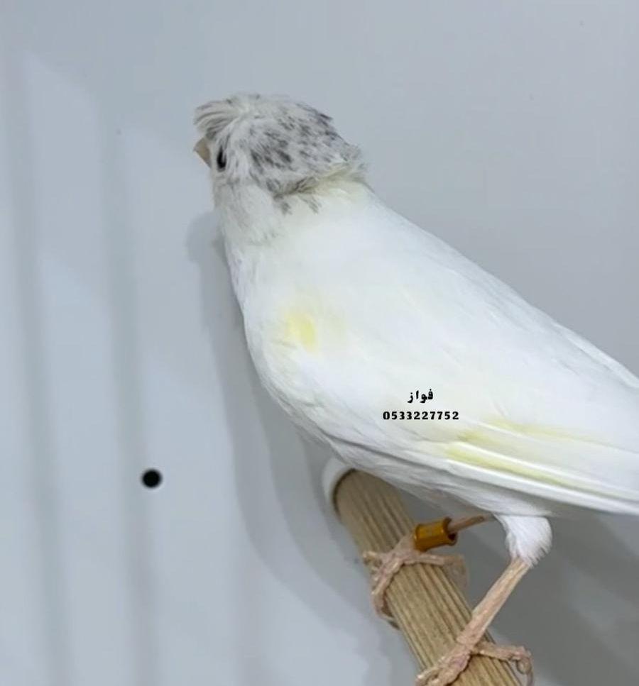 ذكر كناري ابيض