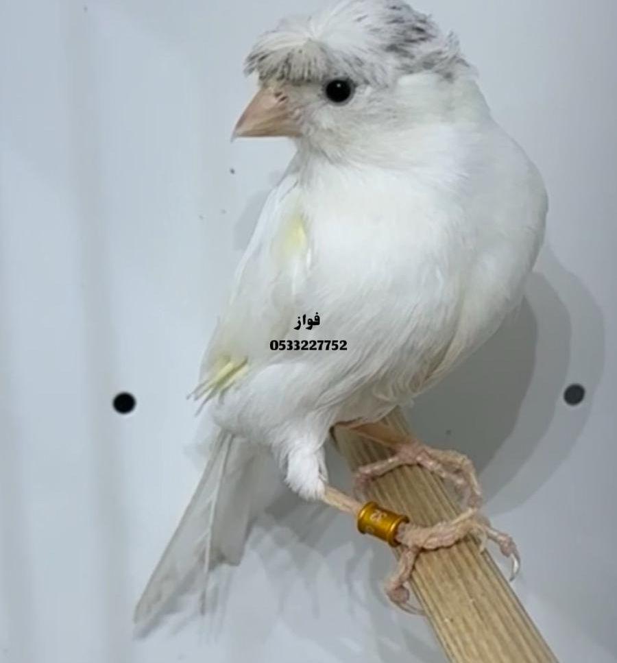 ذكر كناري ابيض