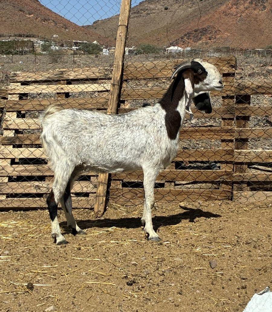 عنز حايل