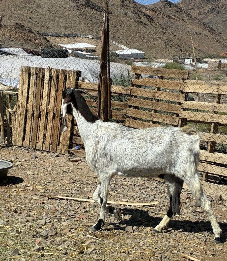 عنز حايل
